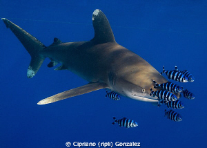 longimanus by Cipriano (ripli) Gonzalez 